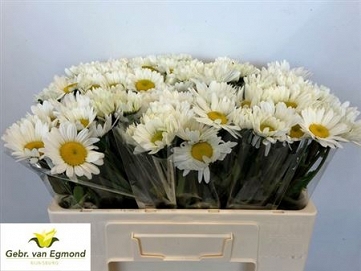 Leucanthemum vulg rheinblick 55cm