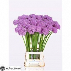 Alium gladiator 80cm