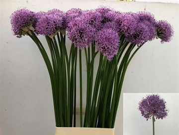 Alium gladiator 80cm