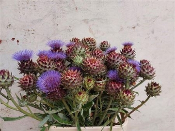Cynara cardunculus 80cm