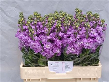 Matthiola figaro lavender 60cm