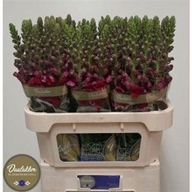 Antirhinum avignon red 80cm