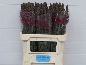 Antirhinum avignon red 80cm
