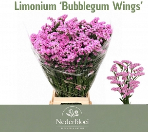 Limonium s bubblegum wings 80cm (30)