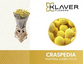Craspedia paintball jumbo 70cm
