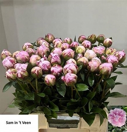 Paeonia sarah 60cm (50)
