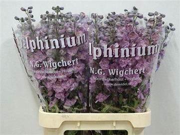 Delphinium du dew melody 90cm