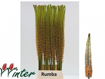 Eremurus rumba 135cm