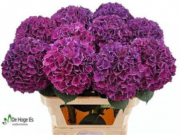 Hydrangea m mag rubyred purpl 80cm