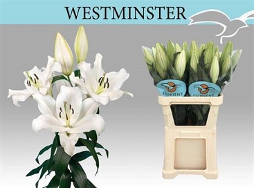 Lilium ot westminster 105cm