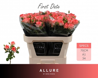 Róża tr first date 70/25 allure