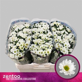 Chryzantema santini rossi white