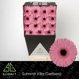 Gerbera gr intense