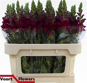 Antirhinum antibes red 80cm
