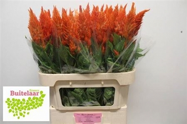 Celosia pl sunday orange 80cm