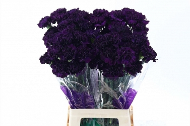 Dianthus Gozdzik st moovista hol