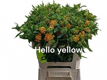 Asclepias hello Yellow 60cm