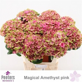 Hydrangea magic amethyst 80cm