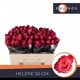 Róża helene 50/60 equinox