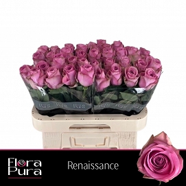 Róża renaissance 60/60 flora pura