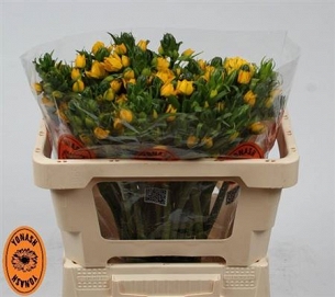 Ornithogalum db yellow asa 55cm