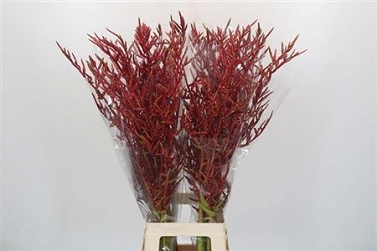 Bromeliabloem 90cm