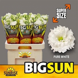 Eustoma alissa pure white big sun