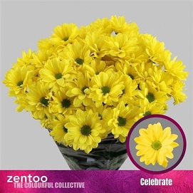 Chryzantema tr celebrate