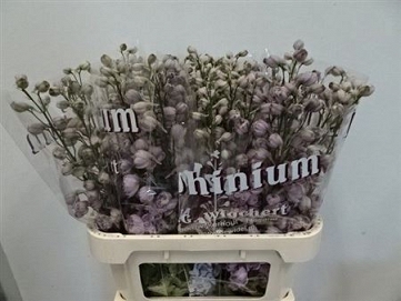 Delphinium du dew flaming 80cm