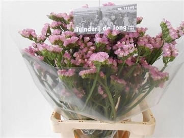 Limonium s pretty wings 70cm