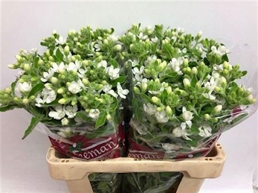 Oxypetalum co perf white 65cm