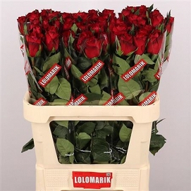 Róża madam red 80/60 lolomarik