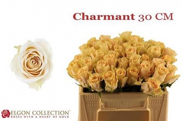 Róża charmant 30/40 elgon