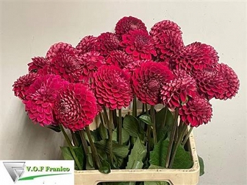 Dahlia cornel bronze 70cm
