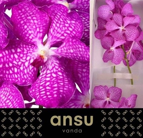 Vanda mag pink 16