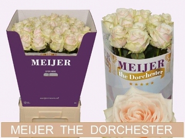 Róża dorchester 80/40 meijer