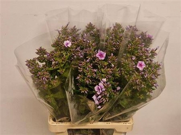 Phlox isabella 70cm