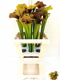 Sarracenia ov 65cm