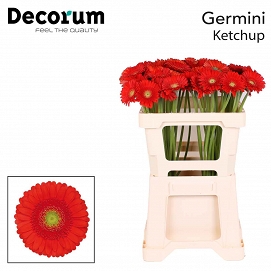 Gerbera mini ketchup