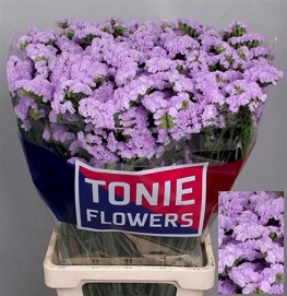 Limonium s tessa lavender 80cm
