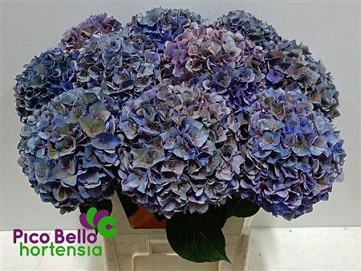Hydrangea m rodeo cl 80cm pico bello
