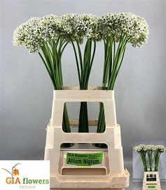 Alium nigrum 70cm