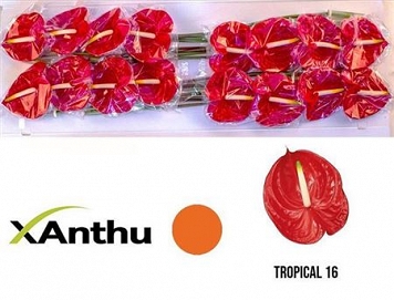 Anthurium tropical 16