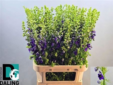 Delphinium ajacis blue 90cm