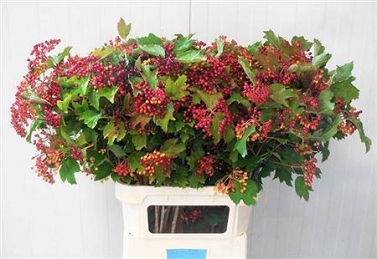 Viburnum opulus compactum 90cm