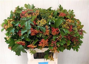 Viburnum opulus compactum 90cm