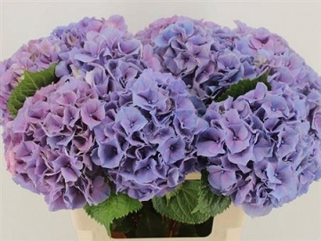 Hydrangea m cassanova 80cm 