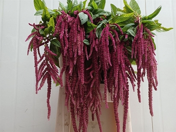 Amaranthus red cord 80cm
