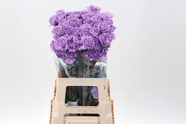 Dianthus Gozdzik st moonaqua hol