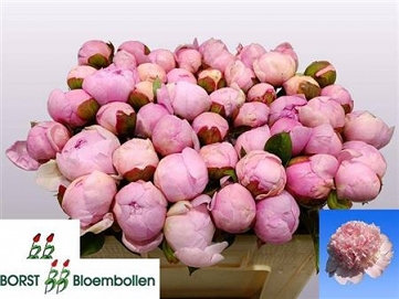 Paeonia angel cheeks 55cm (60) borst